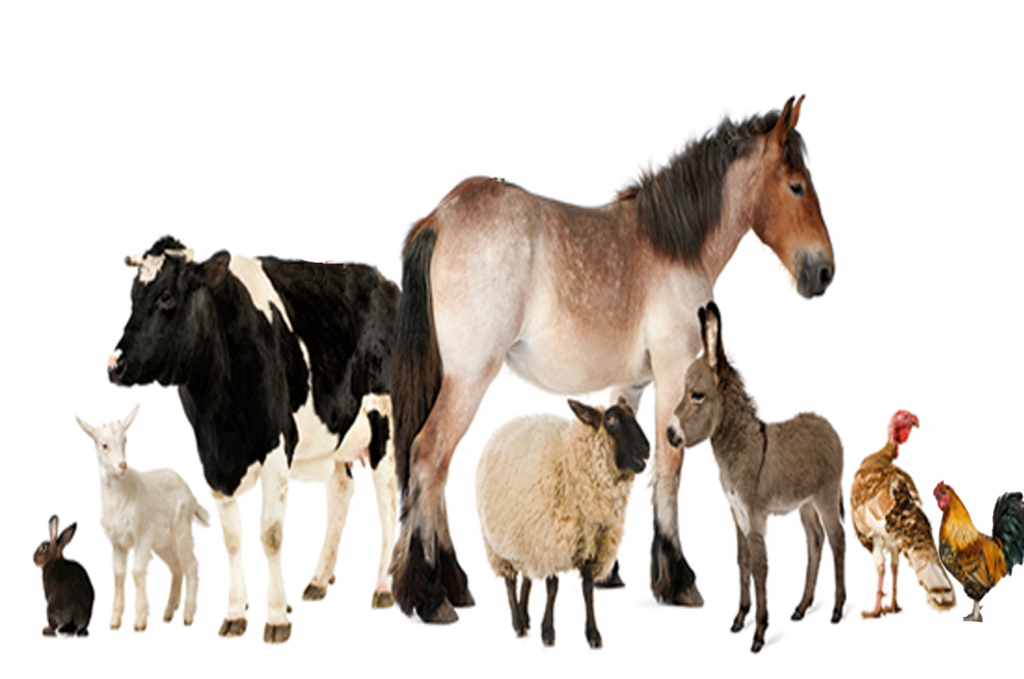 Innovative Equipment in the Animal ! Innovative Equipment in the Animal !